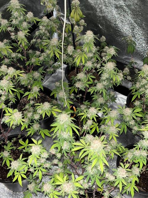 Segunda ronda dé clones. Week 18