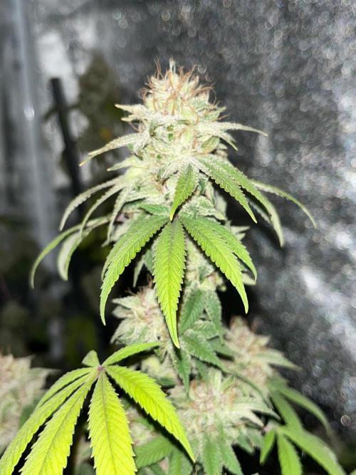 Segunda ronda dé clones. Week 18