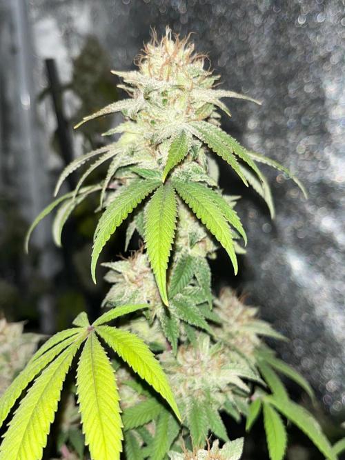 Segunda ronda dé clones. Week 18