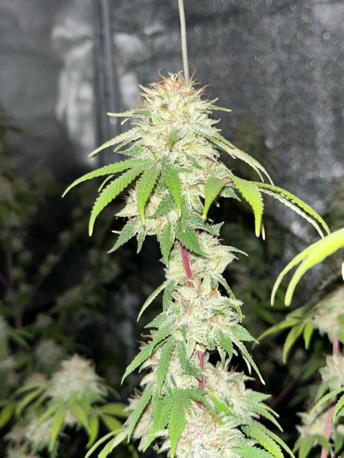 Segunda ronda dé clones. Week 18
