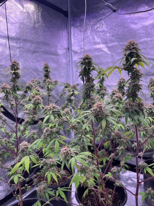 Segunda ronda dé clones. Week 18