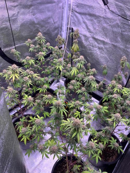 Segunda ronda dé clones. Week 18