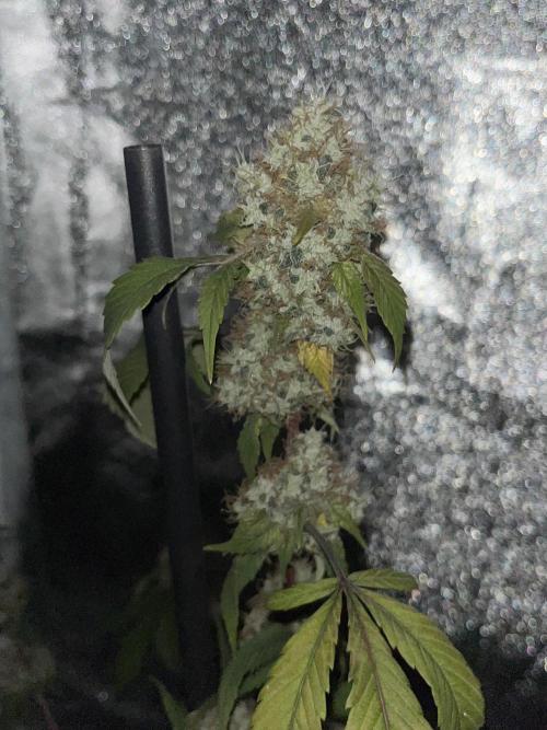 Segunda ronda dé clones. Week 18 - Salsapple 