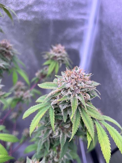 Segunda ronda dé clones. Week 19