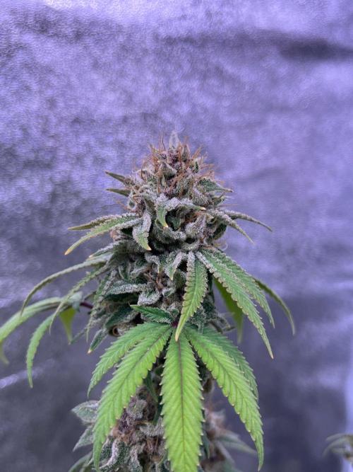 Segunda ronda dé clones. Week 19