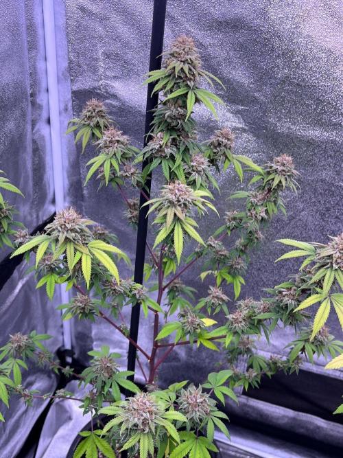 Segunda ronda dé clones. Week 19