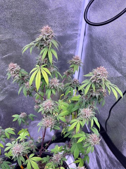 Segunda ronda dé clones. Week 19