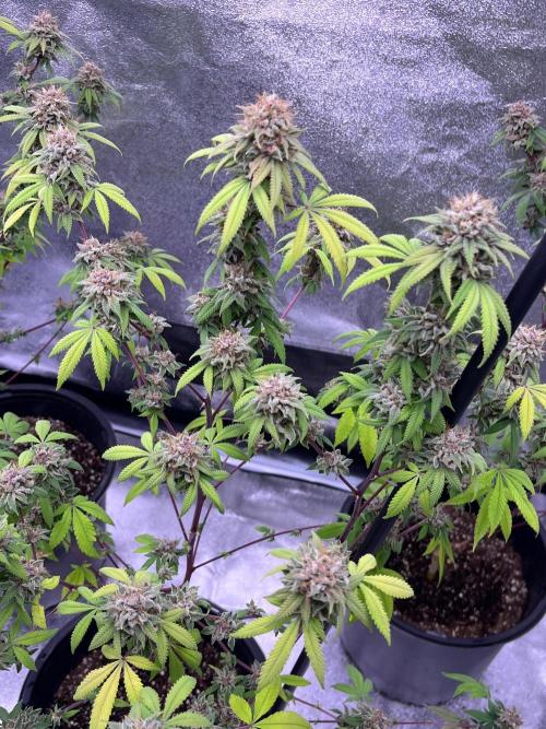 Segunda ronda dé clones. Week 19