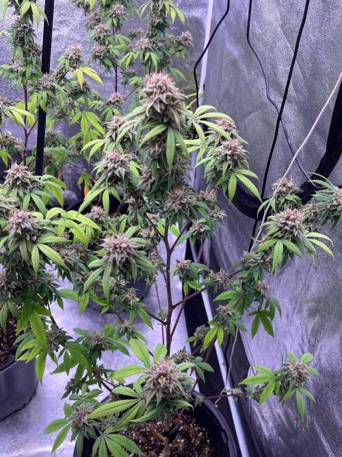 Segunda ronda dé clones. Week 19