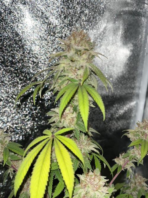 Segunda ronda dé clones. Week 19