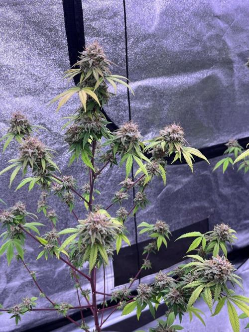 Segunda ronda dé clones. Week 19