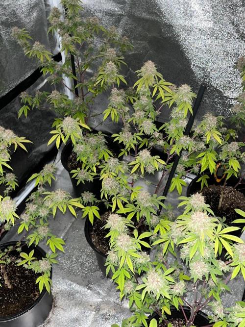 Segunda ronda dé clones. Week 19