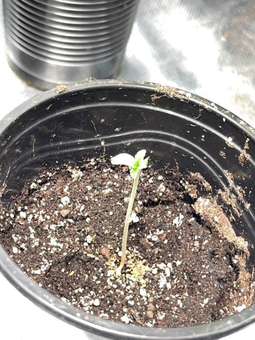 GangbudsGenes x BlockheadBuds. Week 1 - 2