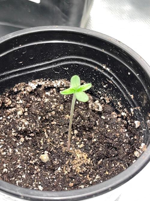 GangbudsGenes x BlockheadBuds. Week 1 - 3