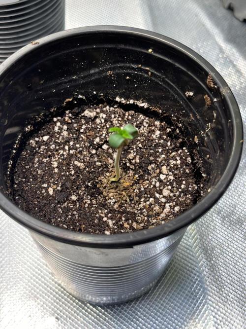 GangbudsGenes x BlockheadBuds. Week 1 - 1 