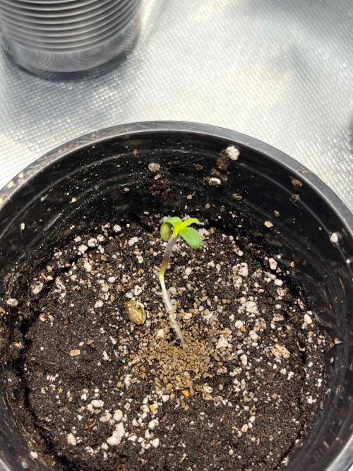 GangbudsGenes x BlockheadBuds. Week 1 - 2