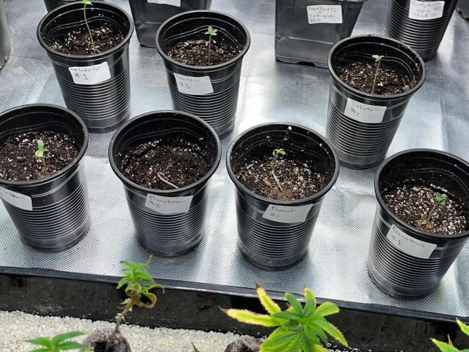 GangbudsGenes x BlockheadBuds. Week 1