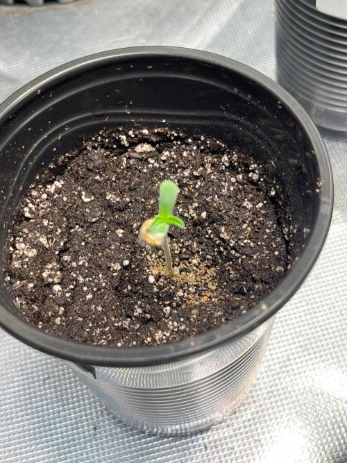 GangbudsGenes x BlockheadBuds. Week 1 - 4