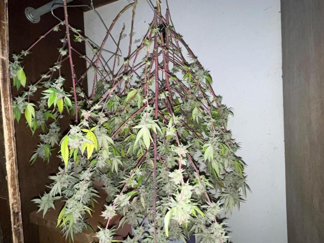 Segunda ronda dé clones. Week 20 - PomeloBurn 