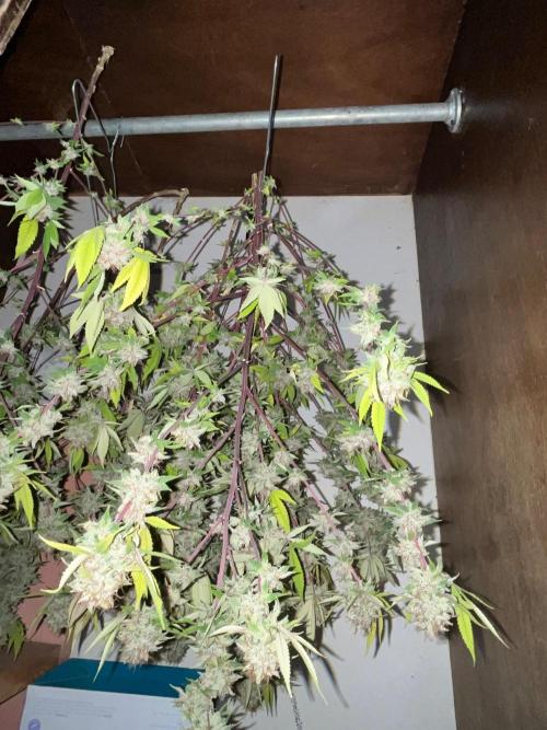 Segunda ronda dé clones. Week 20 - PomeloBurn 