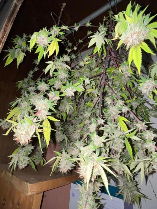 Segunda ronda dé clones. Week 20 - PomeloBurn 