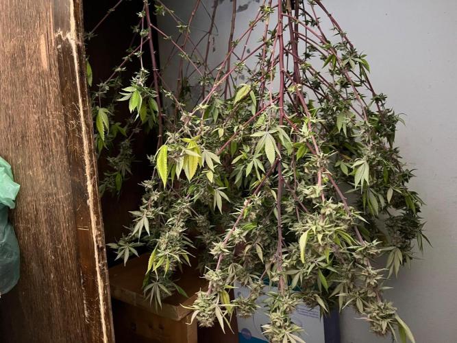 Segunda ronda dé clones. Week 20 - PomeloBurn 