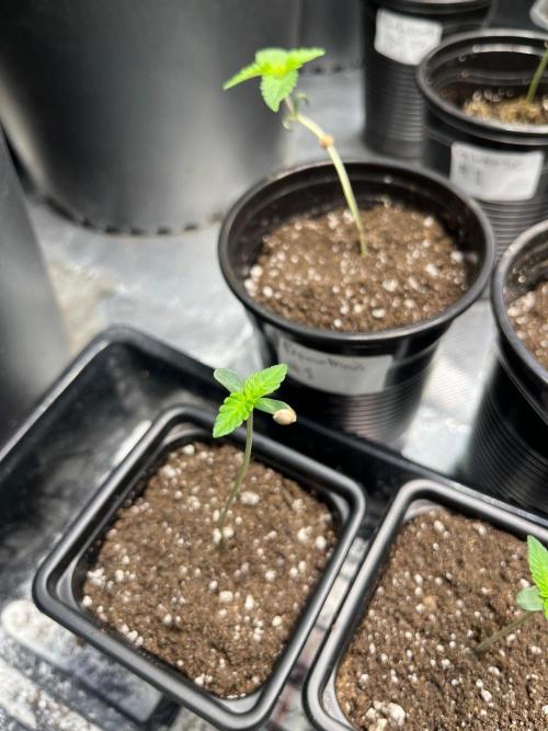 GangbudsGenes x tikimadman. Week 1 - #1
