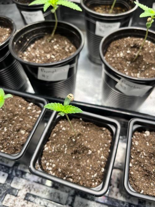 GangbudsGenes x tikimadman. Week 1 - #3