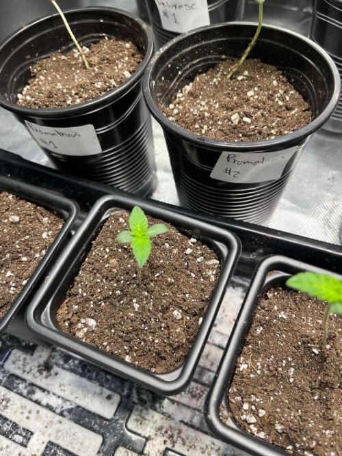 GangbudsGenes x tikimadman. Week 1 - #2