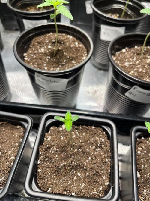 GangbudsGenes x tikimadman. Week 1 - #4