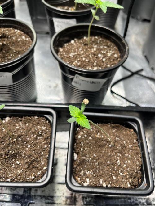 GangbudsGenes x tikimadman. Week 1 - #5