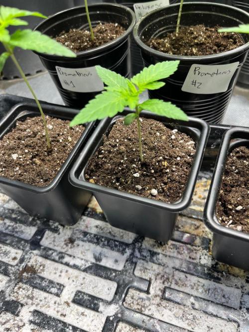 GangbudsGenes x tikimadman. Week 2 - Pablos revenge #2