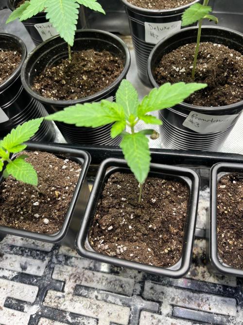 GangbudsGenes x tikimadman. Week 2 - Pablos revenge #3