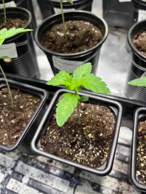 GangbudsGenes x tikimadman. Week 2 - Pablos revenge #4