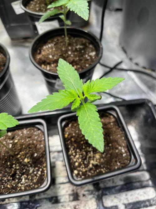 GangbudsGenes x tikimadman. Week 2 - Pablos revenge #5