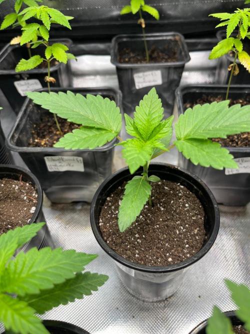 GangbudsGenes x BlockheadBuds. Week 3 - Icecream cake x blueberry sugar x blockberry #2
