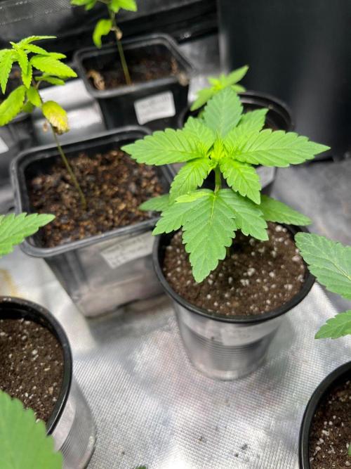 GangbudsGenes x BlockheadBuds. Week 3 - Icecream cake x blueberry sugar x blockberry #3