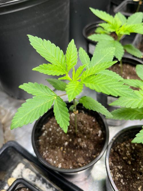 GangbudsGenes x BlockheadBuds. Week 3 - Es Dante's Inferno x ICCxSxBlockberry #14 #1