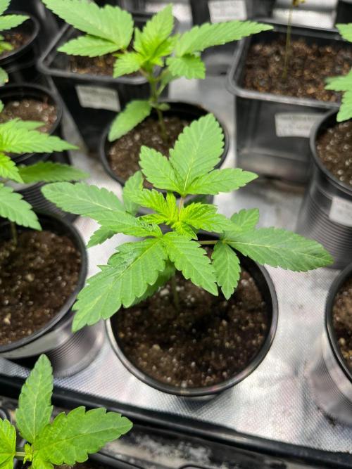 GangbudsGenes x BlockheadBuds. Week 3 - Es Dante's Inferno x ICCxSxBlockberry #14 #3