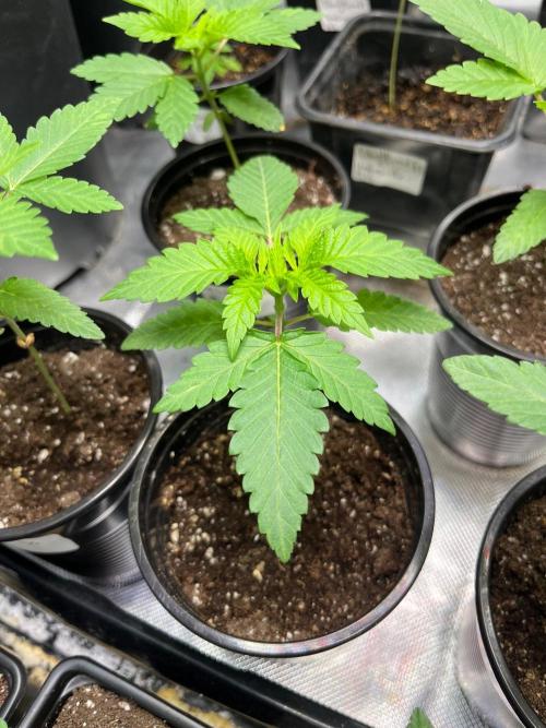 GangbudsGenes x BlockheadBuds. Week 3 - Es Dante's Inferno x ICCxSxBlockberry #14 #2