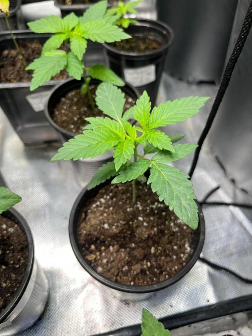 GangbudsGenes x BlockheadBuds. Week 3 - Es Dante's Inferno x ICCxSxBlockberry #14 #4