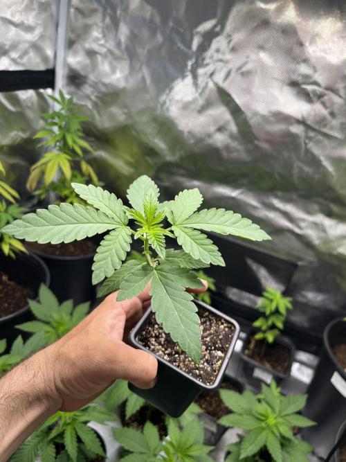 GangbudsGenes x tikimadman. Week 3 - Feno #1