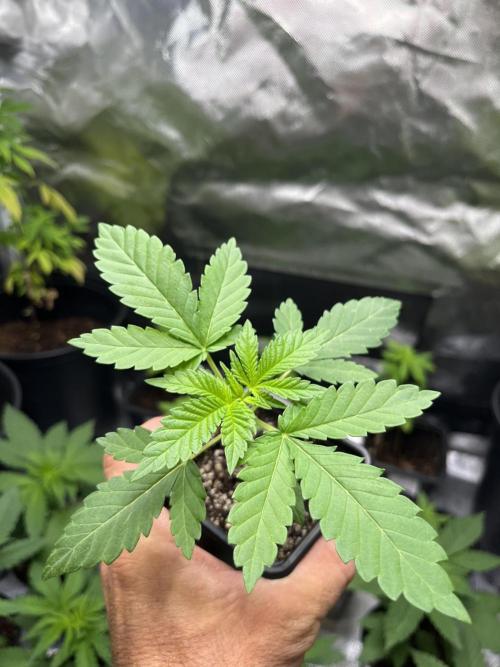GangbudsGenes x tikimadman. Week 3 - Feno #2