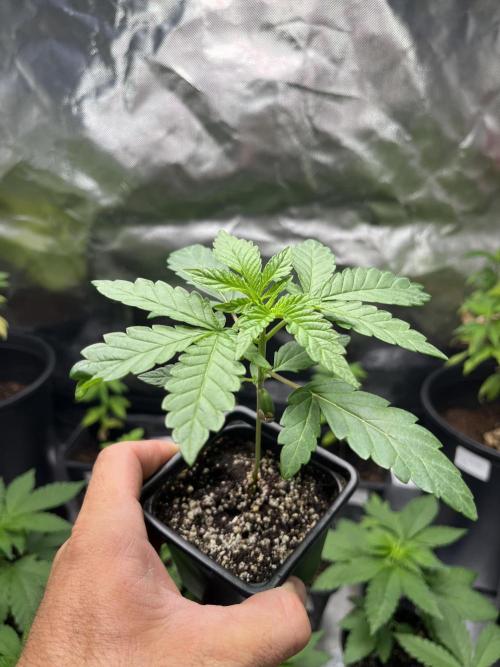 GangbudsGenes x tikimadman. Week 3 - Feno #3