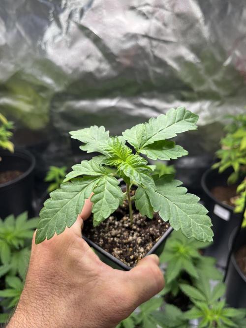 GangbudsGenes x tikimadman. Week 3 - Feno #4