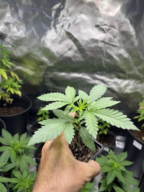 Animal mints x sherbert cake x Pablos revenge F2. Week 3