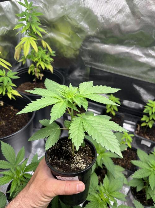 GangbudsGenes x BlockheadBuds. Week 4 - Ice cream cake x bluberry sugar x Blockberry #14 Feno #1