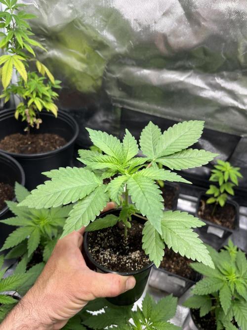 GangbudsGenes x BlockheadBuds. Week 4 - Ice cream cake x bluberry sugar x Blockberry #14 Feno #2