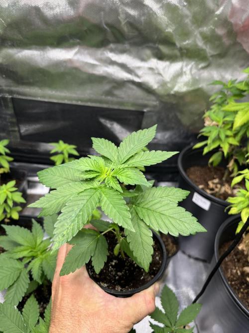 GangbudsGenes x BlockheadBuds. Week 4 - Ice cream cake x bluberry sugar x Blockberry #14 Feno #3