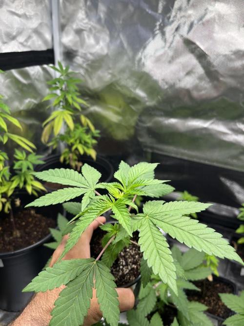 GangbudsGenes x BlockheadBuds. Week 4 - Dante’s infernó x ICC x blockberry #14 Feno # 1